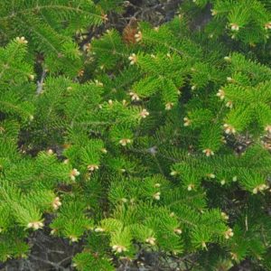 Abies balsamea 3 gal 21-24" /PC25