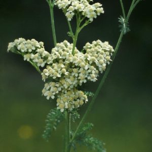 Achillea millefolium 1 gal /VBCG25