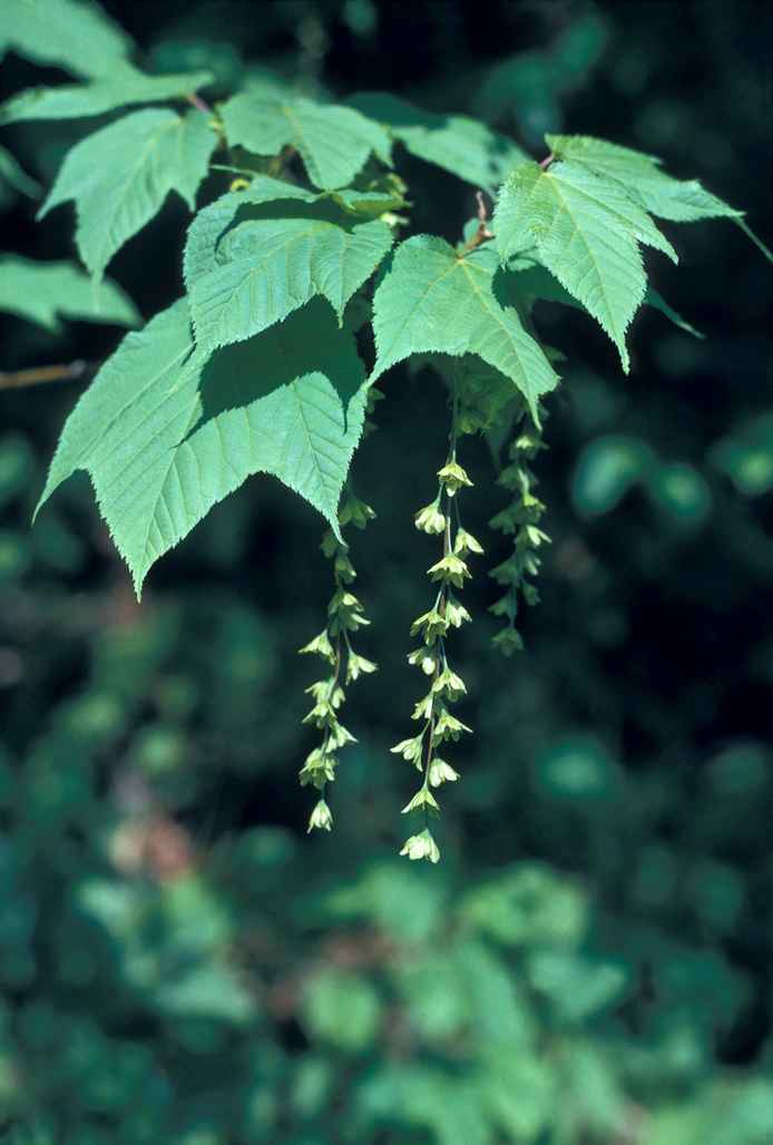 Acer pensylvanicum 2 gal /SHCG25