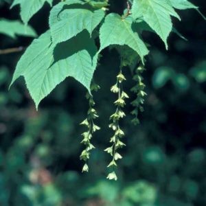 Acer pensylvanicum 2 gal /SH25