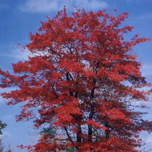 Acer rubrum 3 gal 30-36" /PC25