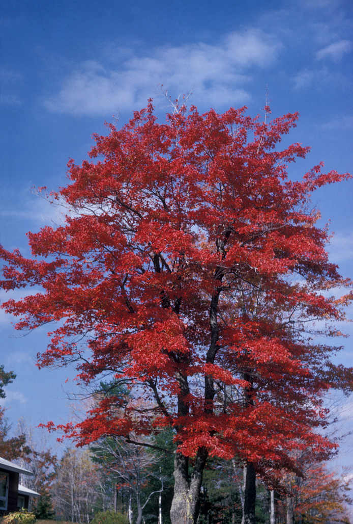 Acer rubrum 3 gal /SHCG25