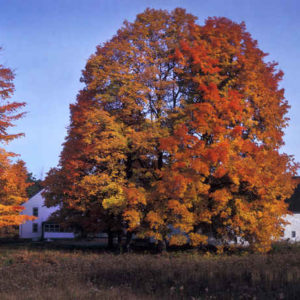 Acer saccharum 2 gal S 2'-4' /OO25