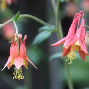 Aquilegia canadensis 2 qt /VB25