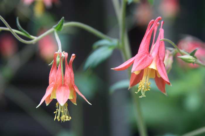 Aquilegia canadensis 2 qt /VB25