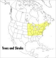 Peterson Field Guide to Trees and Shrubs NE US