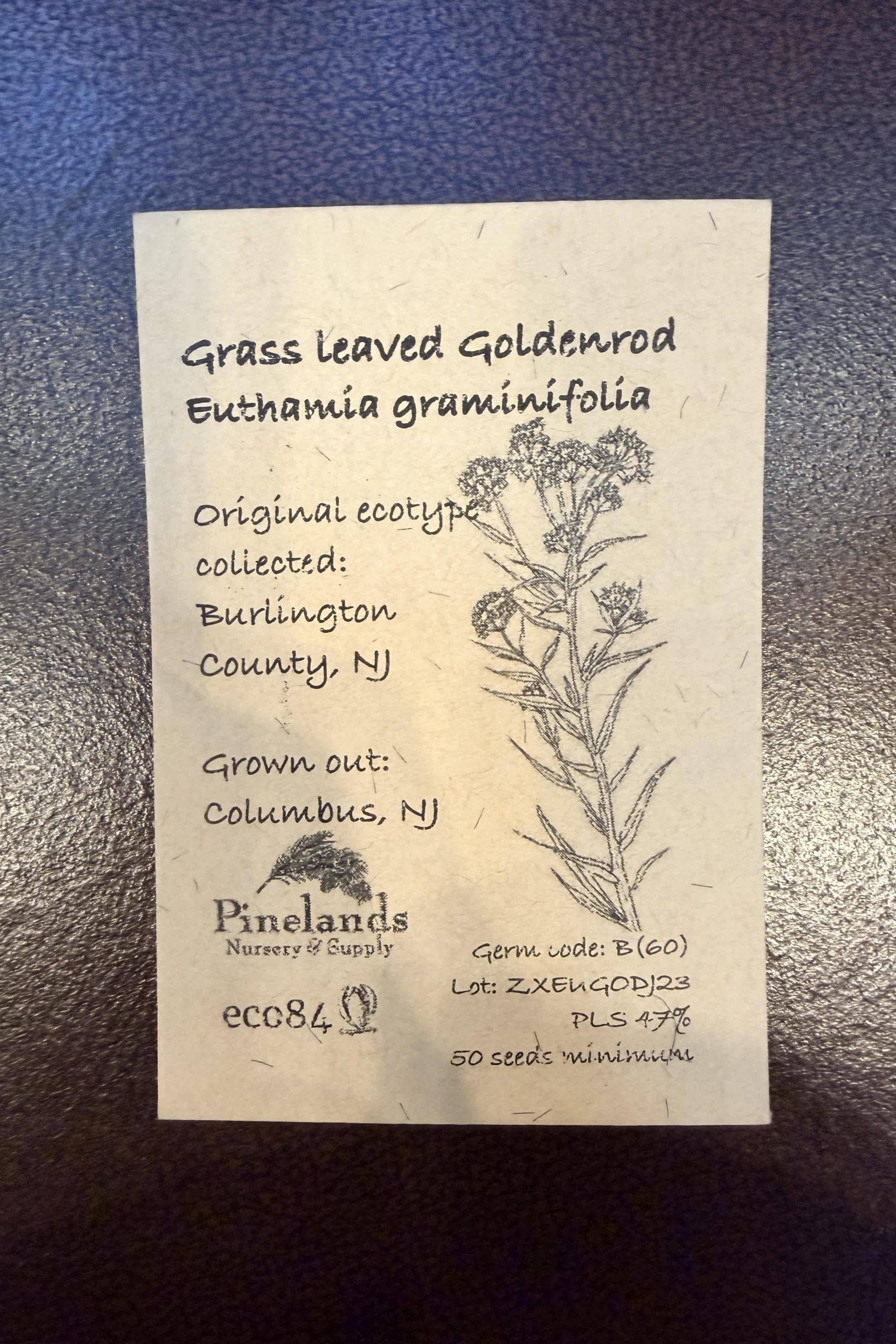 Grass Leaved Goldenrod Seeds