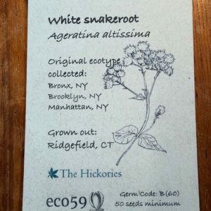 White Snakeroot Seeds