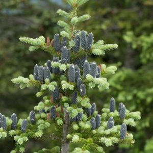 Balsam Fir